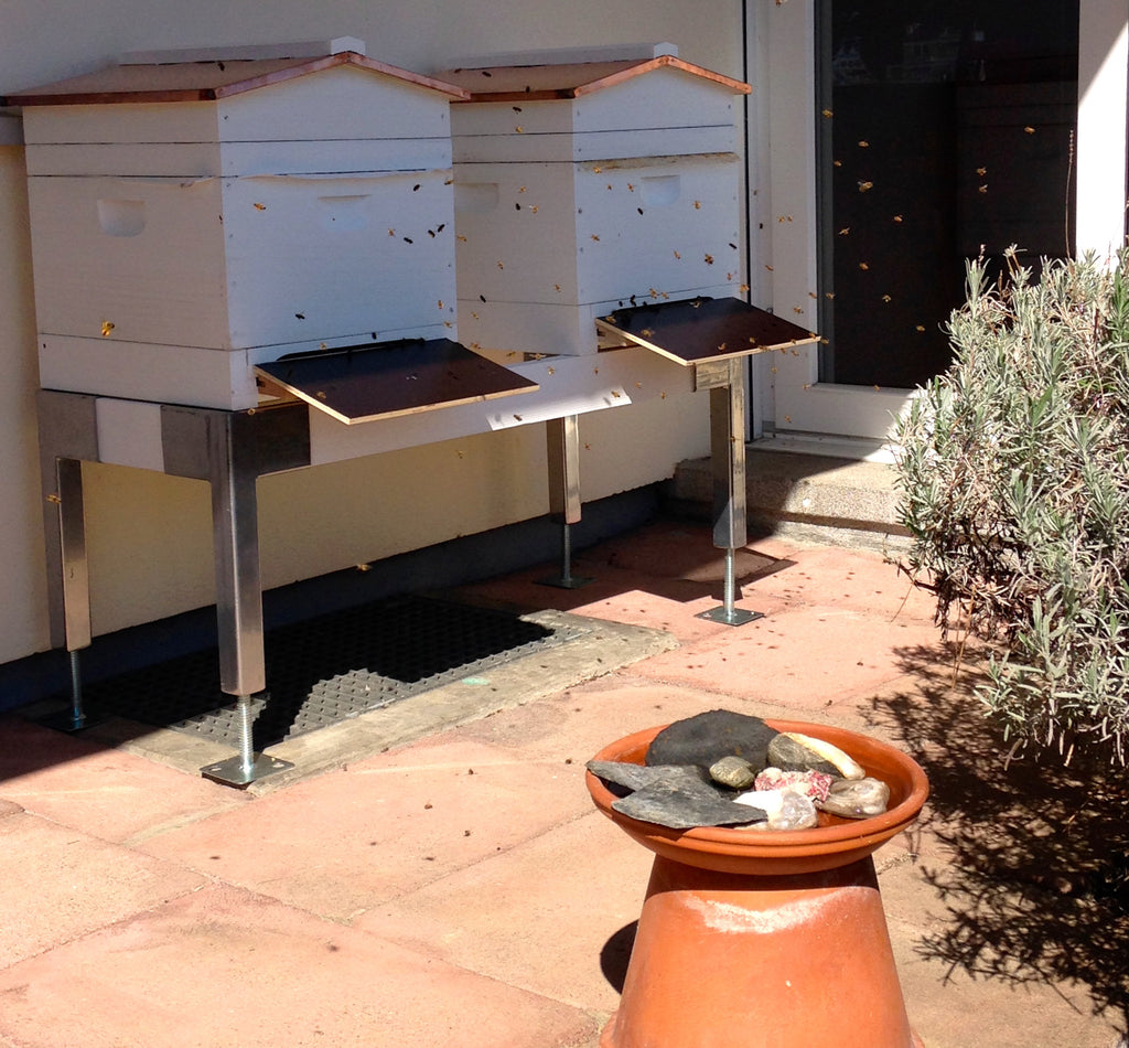 I have Bees! Now what?