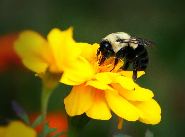 Wild Bumble Bees in Trouble