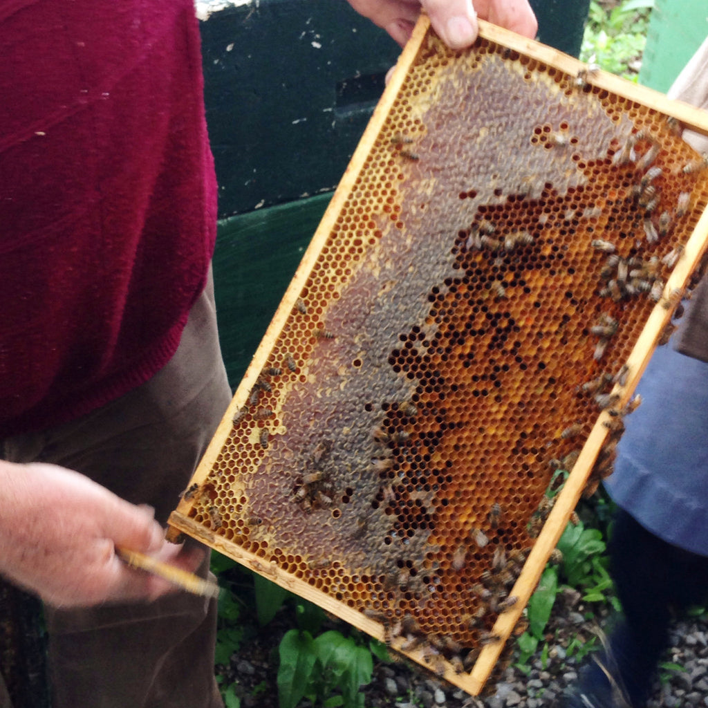 My Beekeeper Class Part I - Bee Basics