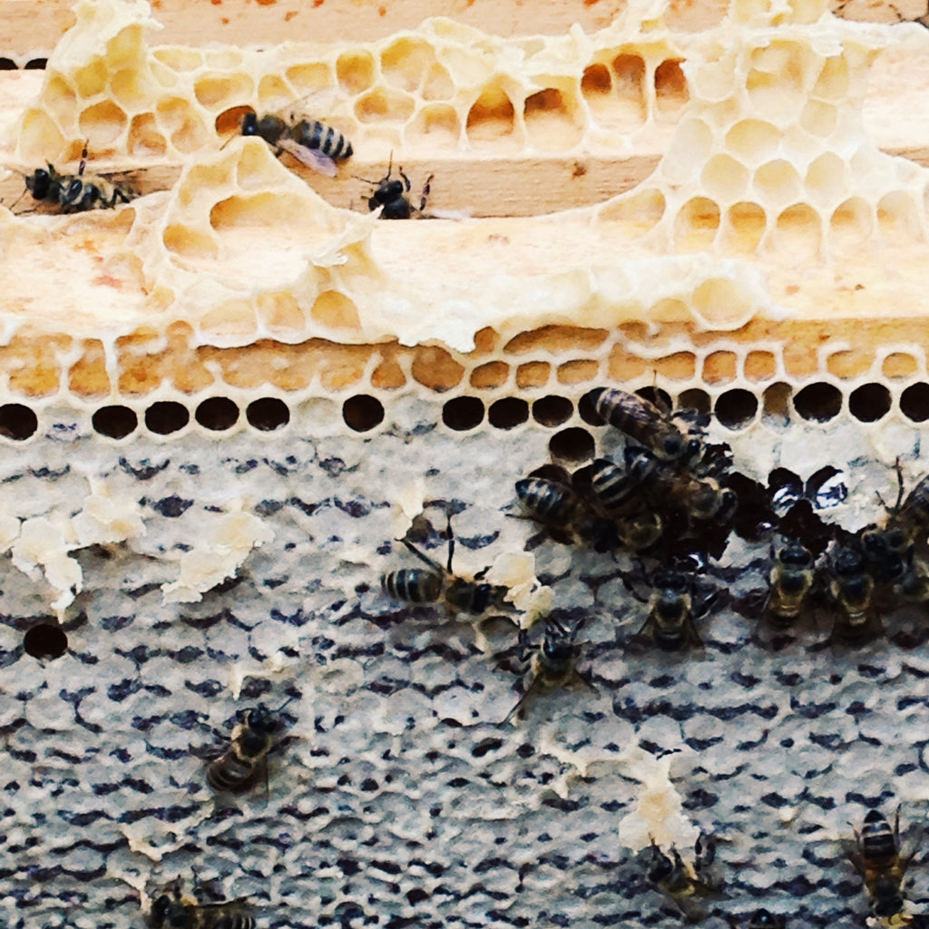 My Beekeeper Class Part 6 - Honey