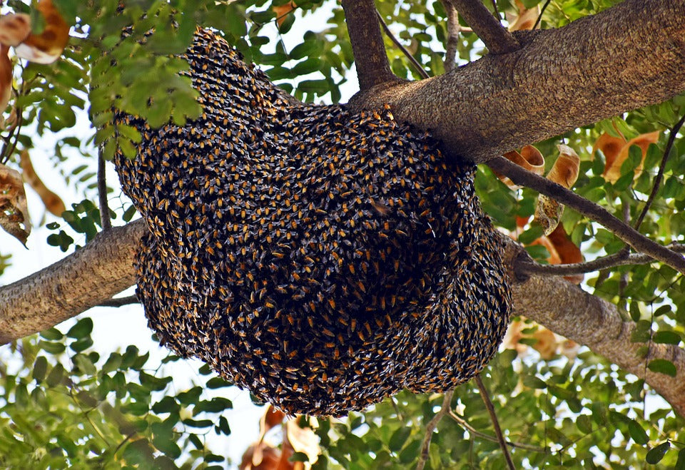 Oh no! My bees want to move out.