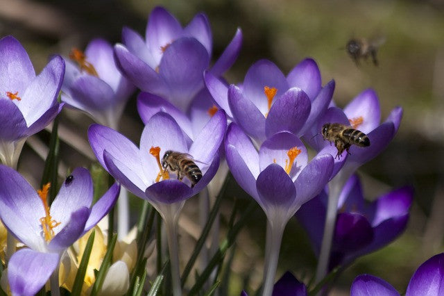 Urge the USA to Save Bees