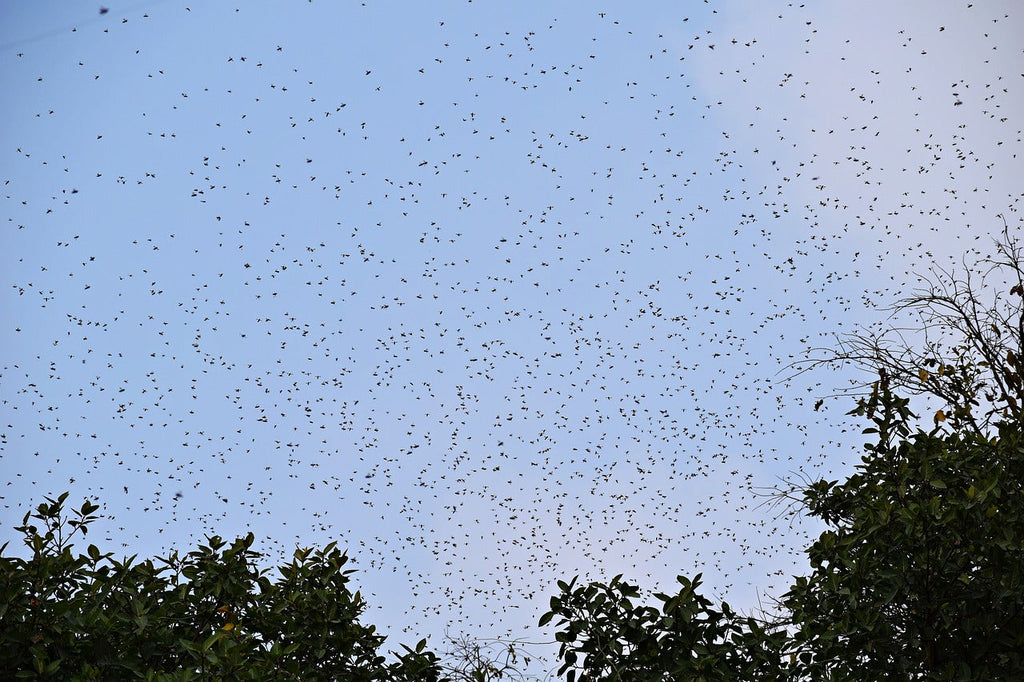 How to catch a Bee Swarm